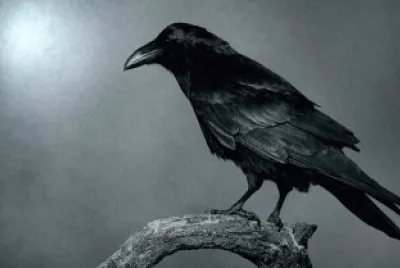 Corvo