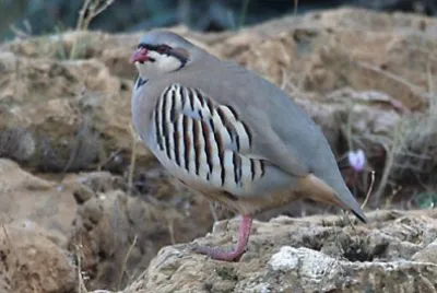 Coturnice orientale