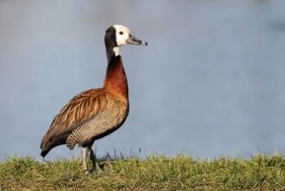 Dendrocigna facciabianca