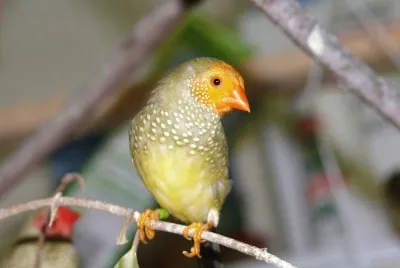 Diamante codarossa