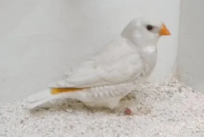 Diamante guttato