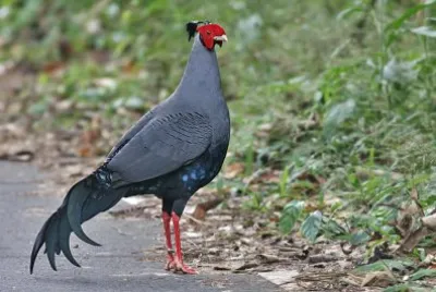 Fagiano siamese fireback