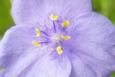 Small purple flower1