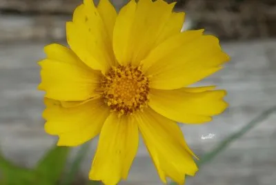 Yellow flower1
