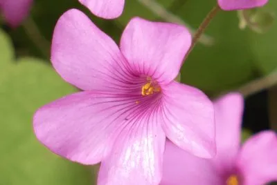 Oxalis (shamrock flower)