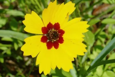 Yellow flower2