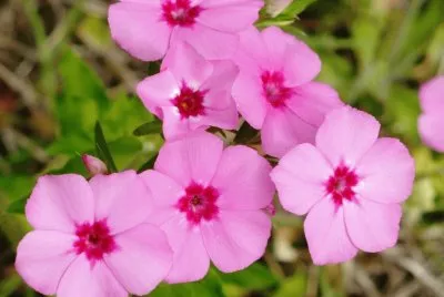 Phlox1