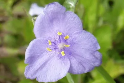 Small purple flower1