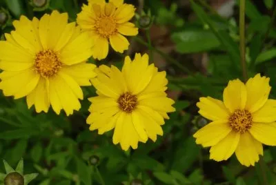 Yellow flowers1