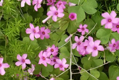 Oxalis (shamrock flower)1