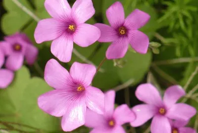 Oxalis (shamrock flower)2
