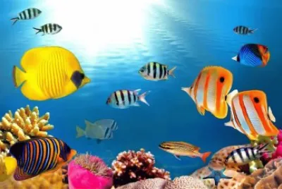 æµ·åº•ä¸–ç•Œ