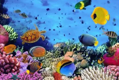 æµ·åº•ä¸–ç•Œ