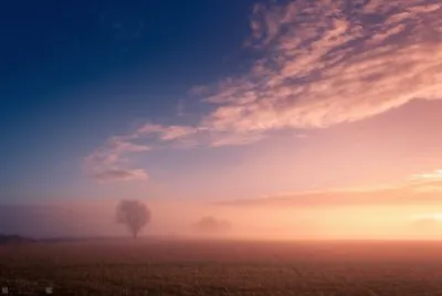 Misty Dawn tree