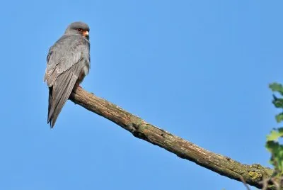 Falco cuculo