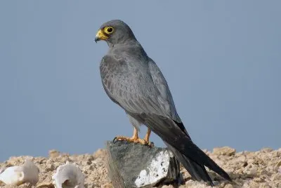 Falco unicolore