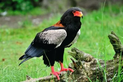 Falco giocoliere