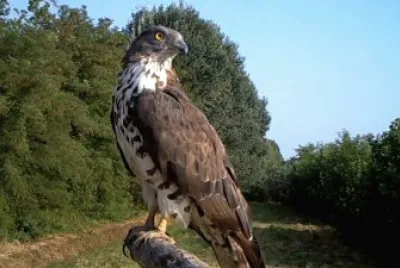Falco pecchiaiolo