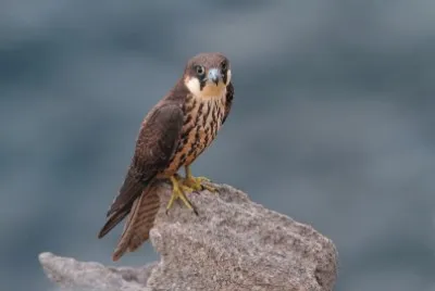 Falco della regina