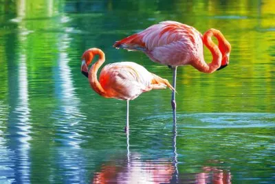 Fenicottro rosa al trasimeno