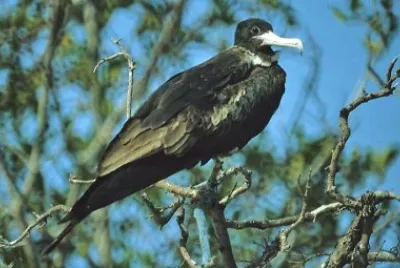 Fregata aquila