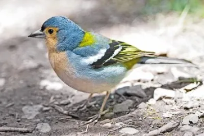 Fringuello blu delle canarie