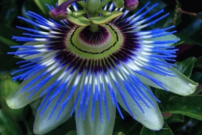 Flor de la pasion