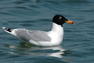 Gabbiano del pallas