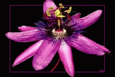 Flor de la pasion 2