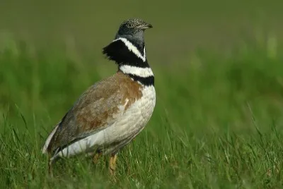 Gallina prataiola