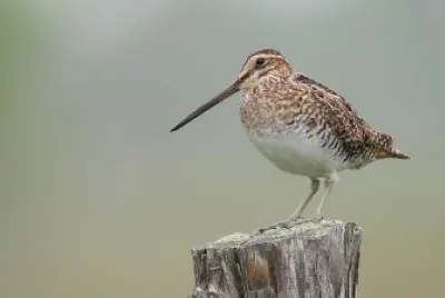 Gallinago delicata