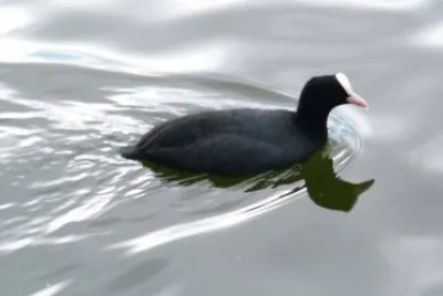 Gallinella d 'acqua