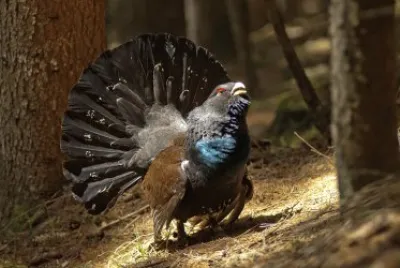 Gallo carpecaille