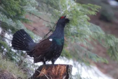Gallo cedrone