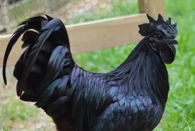 Gallo nero