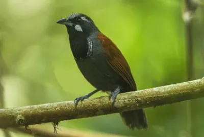 Garrulo gola nera