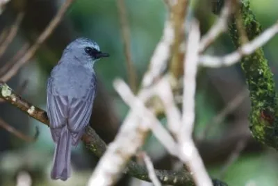 Garrulo sghignazzante testa cenere