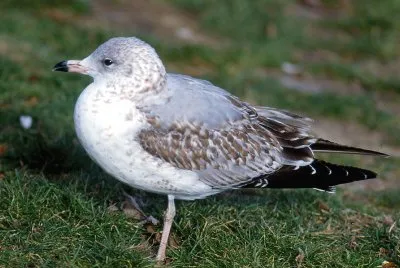 Gavina americana