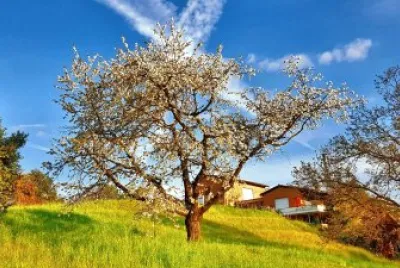Breganzona
