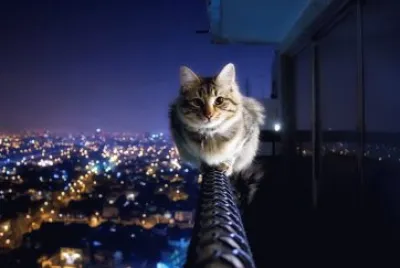 Hermoso Gato