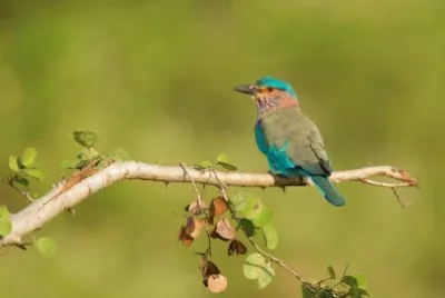 Ghiandaia marina indiana