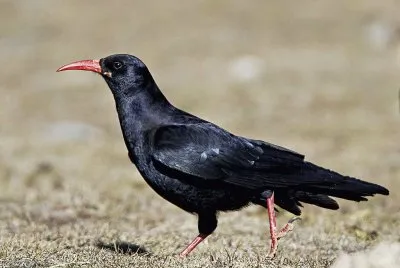 Gracchio corallino