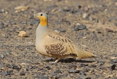 Grandule del Senegal
