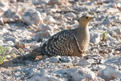 Grandule di Namaqua
