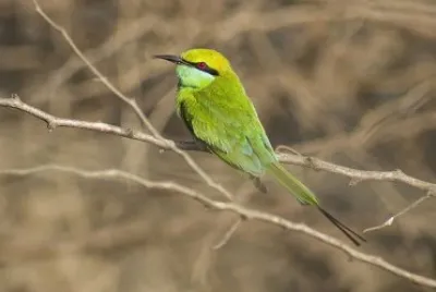 Gruccione verde