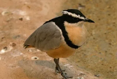 Guardiano dei coccodrilli