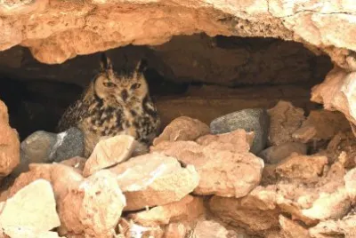 Gufo del deserto