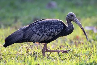 Ibis gigante