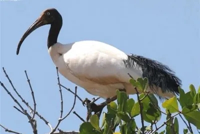 Ibis sacro jigsaw puzzle