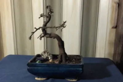 bonsai